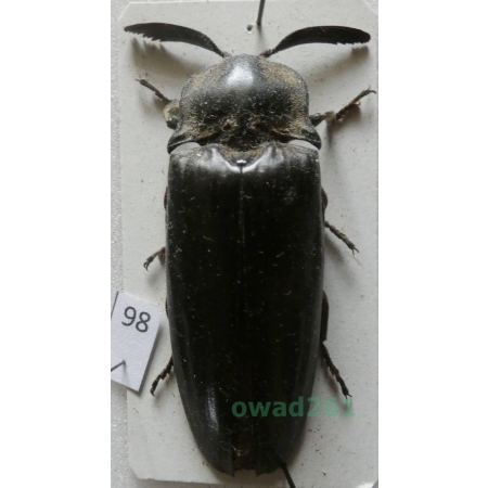 Tetralobus flabellicornis (Linnaeus, 1767) Congo98